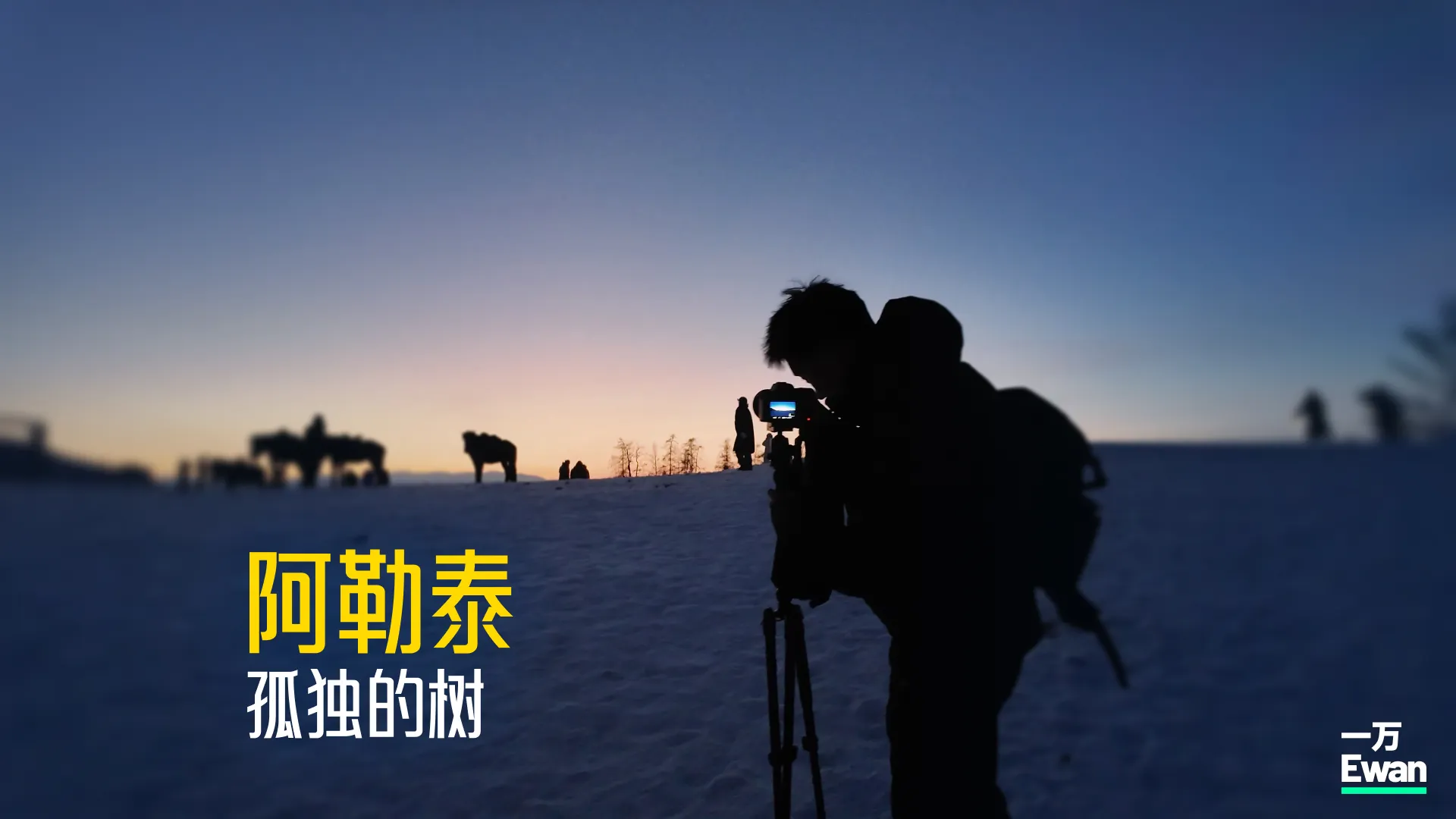 最“孤独的树”其实并不孤独?|阿勒泰2